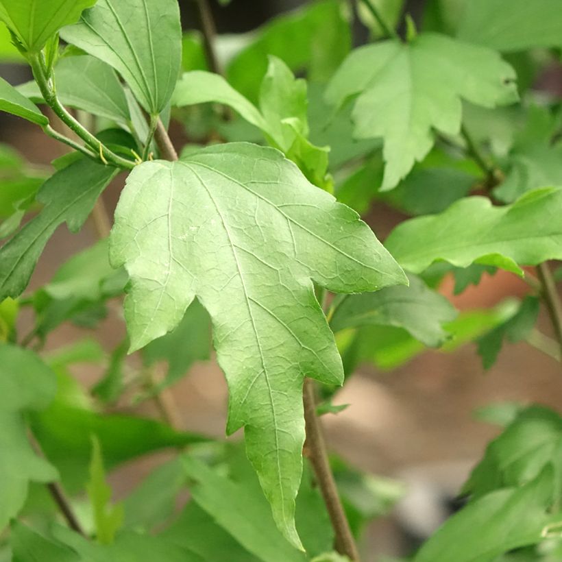 Hibiscus syriacus Three Sisters Mix - Ibisco (Foliage)