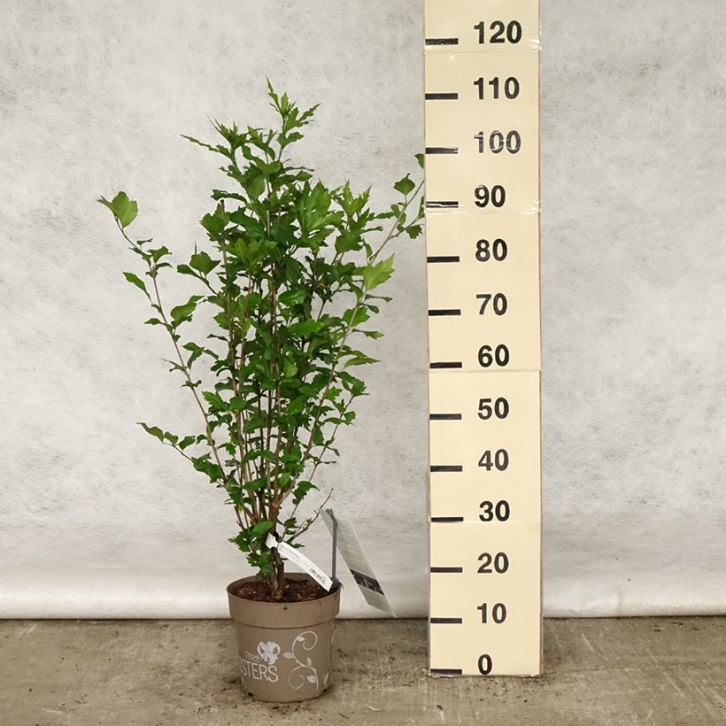 Example of Hibiscus syriacus Three Sisters Mix - Ibisco Vaso da 6L/7L as you get in printemps