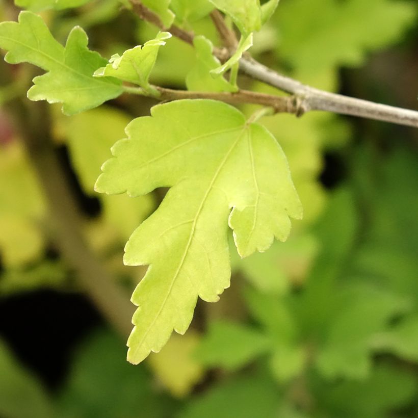 Hibiscus syriacus Totus Albus - Ibisco (Foliage)