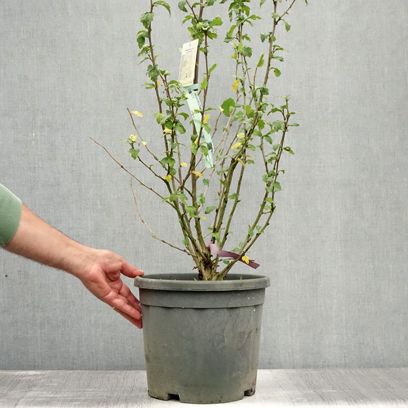 Esemplare di Hibiscus syriacus Ultramarine - Ibisco Vaso da 7,5L/10L consegnato in estate