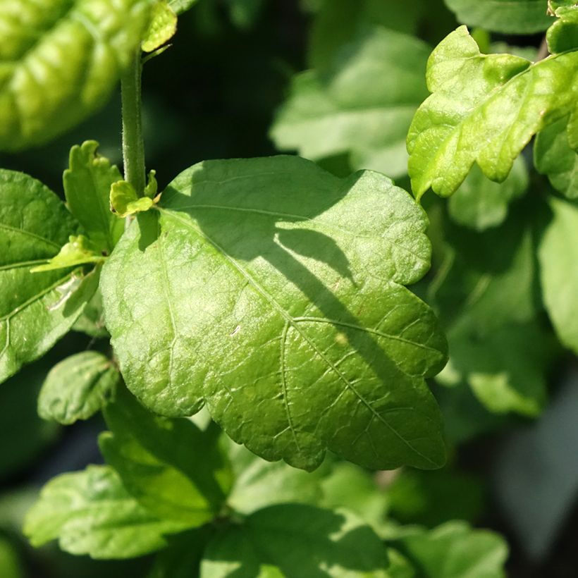 Hibiscus syriacus Ultramarine - Ibisco (Foliage)