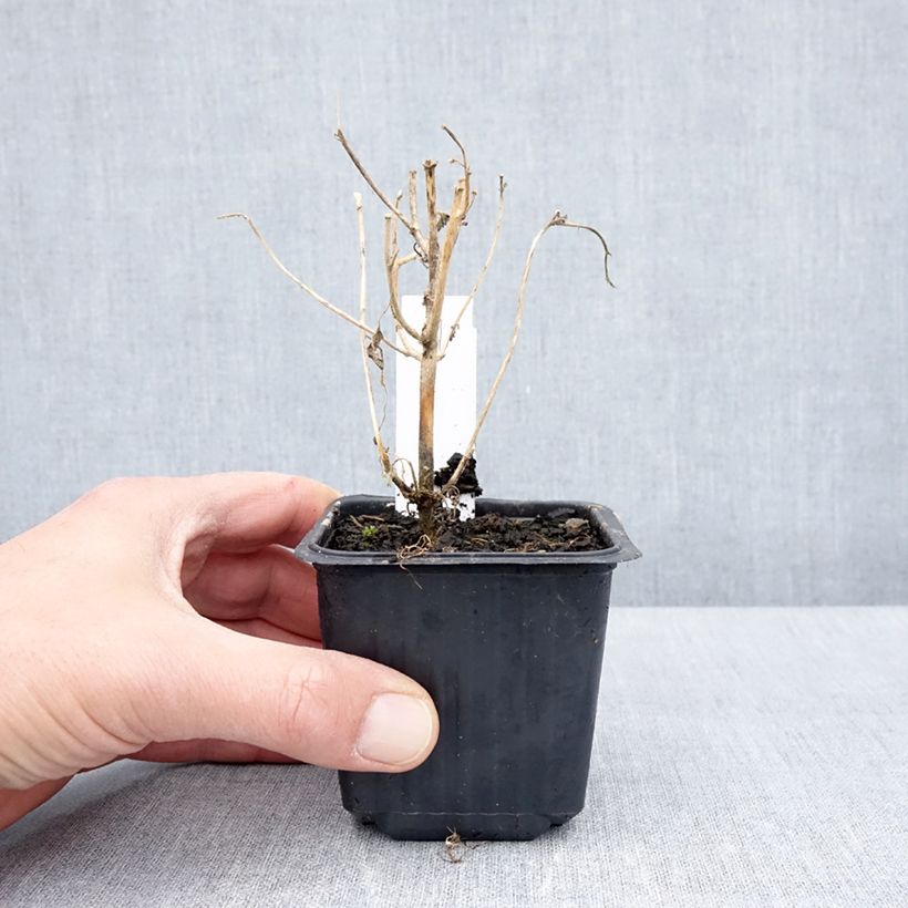 Hibiscus trionum - Ibisco vescicoso Vasetto da 8/9 cm esemplare consegnato in primavera