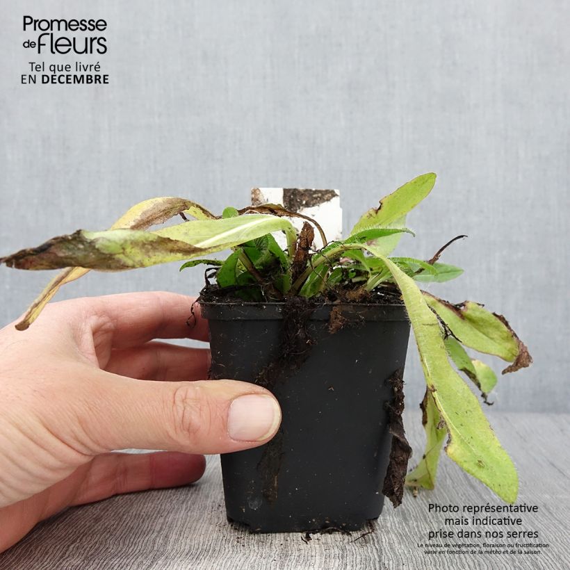 Esemplare di Hieracium aurantiacum - Pelosella aranciata Vasetto da 8/9 cm come consegnato in autunno
