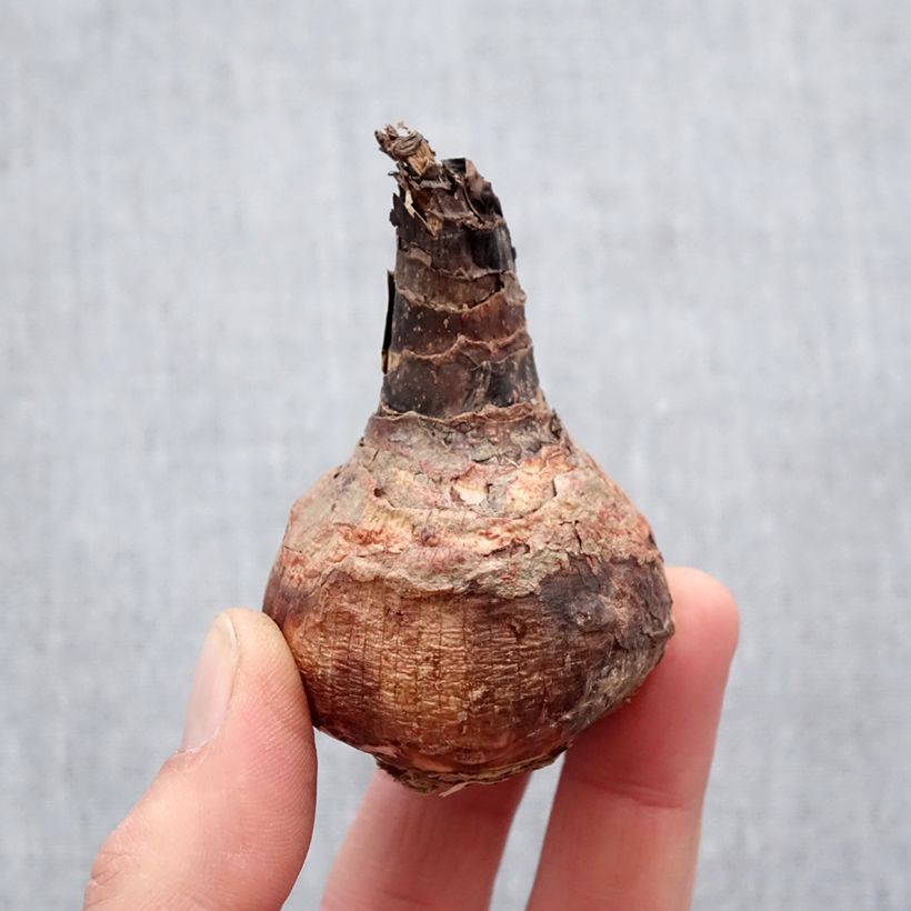 Hippeastrelia Durga Pradhan Bulbo taglia 12+ esemplare consegnato in primavera