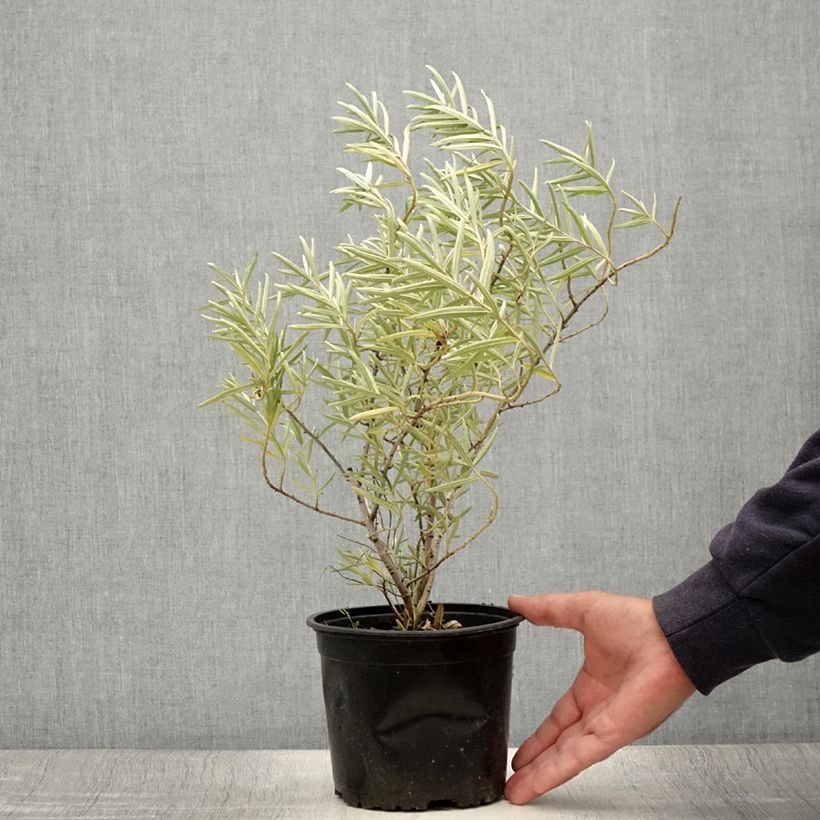 Esemplare di Hippophae rhamnoides - Olivello spinoso Vaso da 2L/3L consegnato in estate