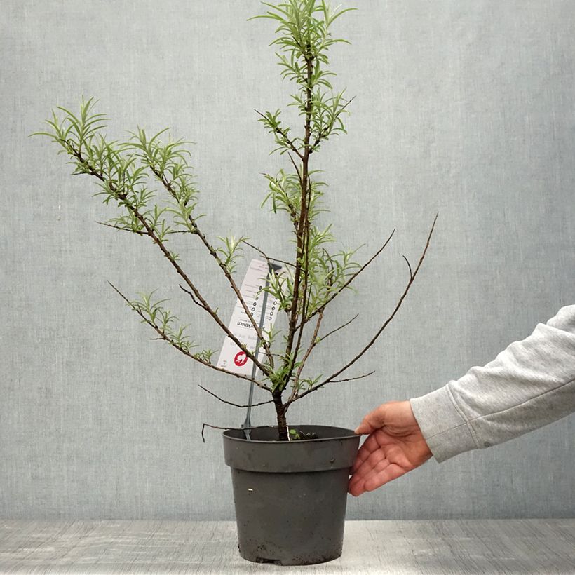 Hippophae rhamnoides 'Botanica' - Olivello spinoso Vaso da 3L/4L esemplare consegnato in primavera