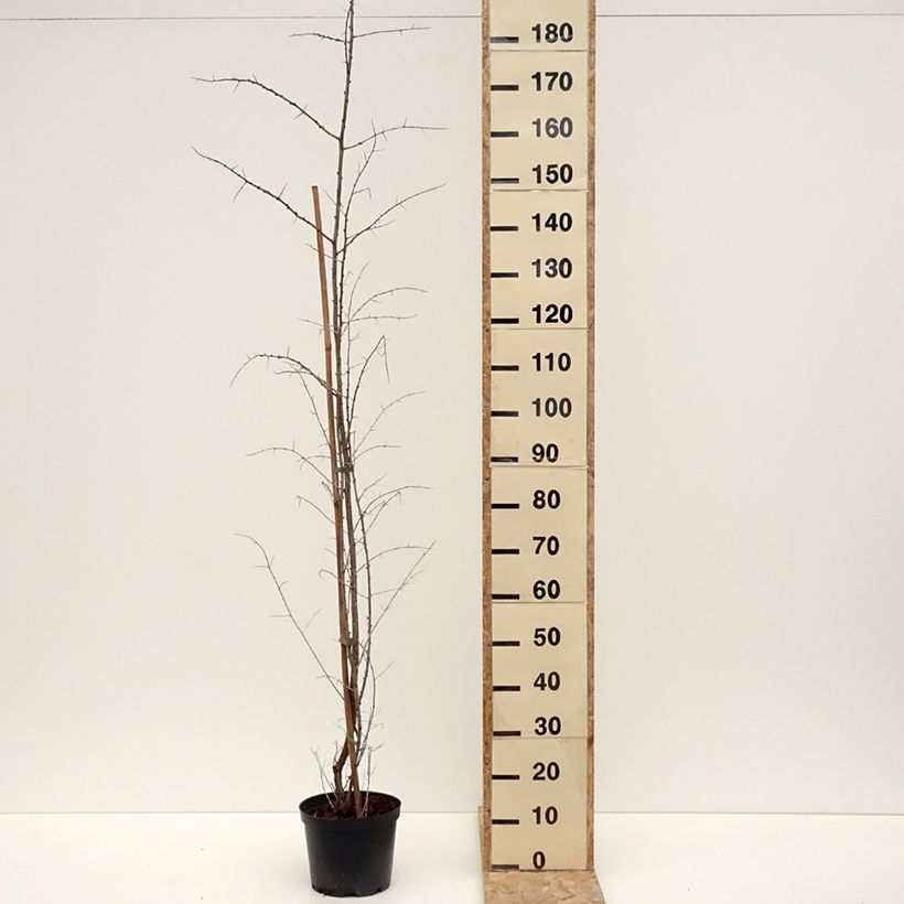 Example of Hippophae rhamnoides Frugana - Olivello spinoso (feminna) Vaso da 4L/5L, Multifusto as you get in hiver