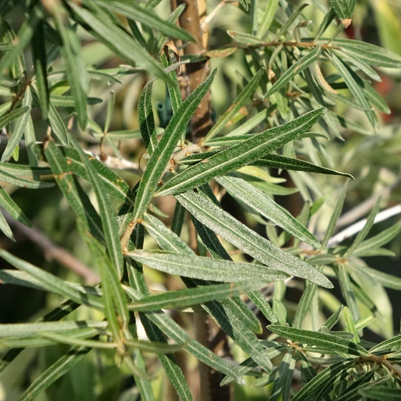 Hippophae rhamnoides Frugana - Olivello spinoso (feminna) (Foliage)