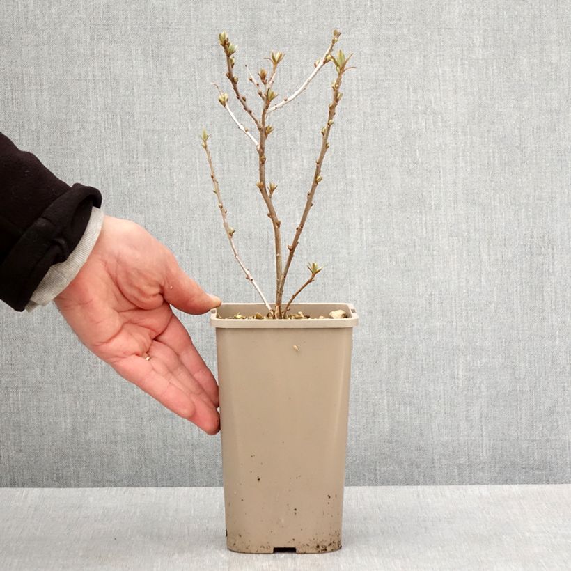 Example of Hippophae rhamnoides Garden's Gift - Olivello spinoso Vaso da 1,5L/2L, Multifusto as you get in printemps