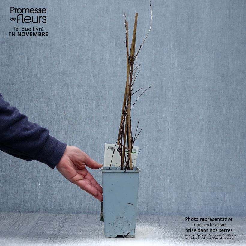 Esemplare di Hippophae rhamnoides Leikora - Olivello spinoso Vaso da 1,5L/2L come consegnato in autunno