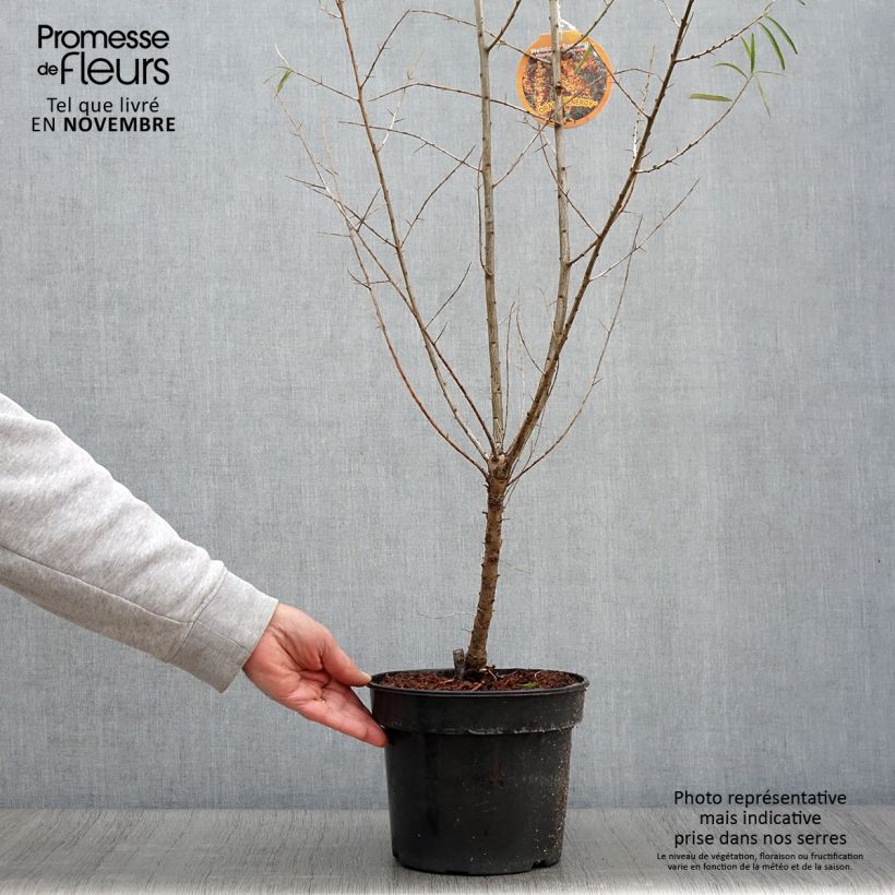 Esemplare di Hippophae rhamnoides Orange Energy 'Hagebo' - Olivello spinoso Vaso da 3L/4L come consegnato in autunno