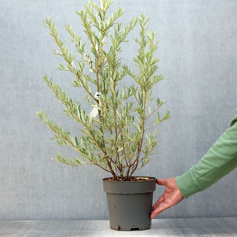 Esemplare di Hippophae rhamnoides Orange Energy 'Hagebo' - Olivello spinoso Vaso da 3L/4L consegnato in estate