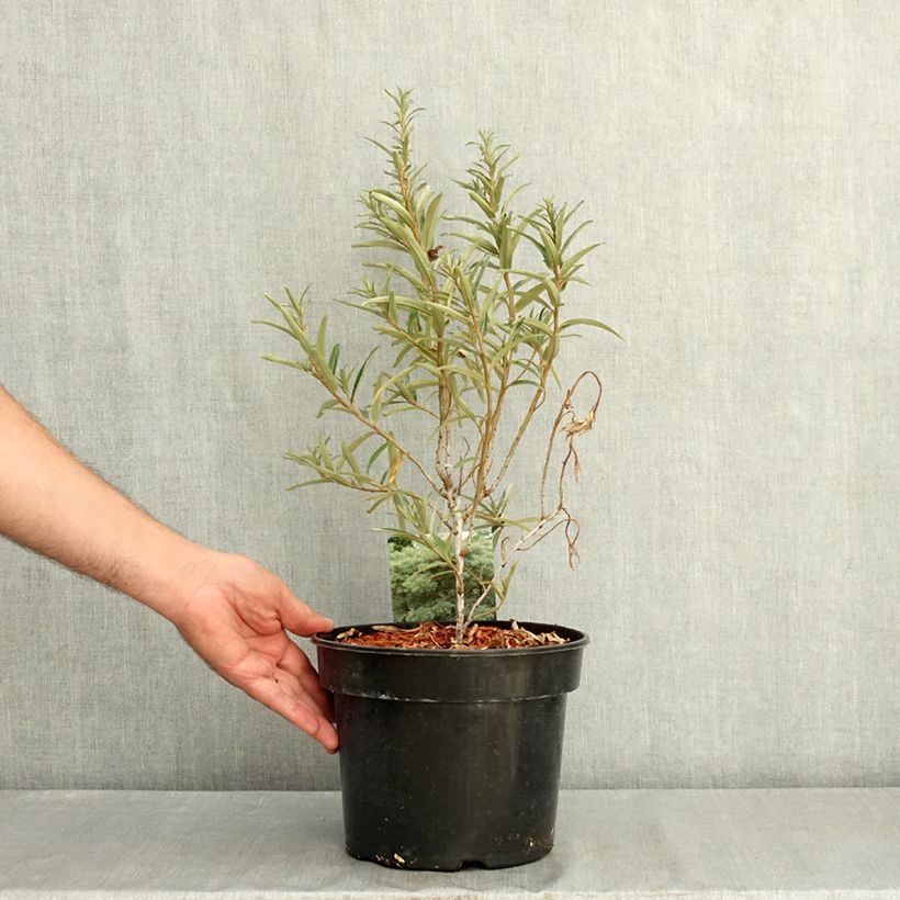 Esemplare di Hippophae rhamnoides Pollmix - Olivello spinoso Vaso da 4L/5L consegnato in estate