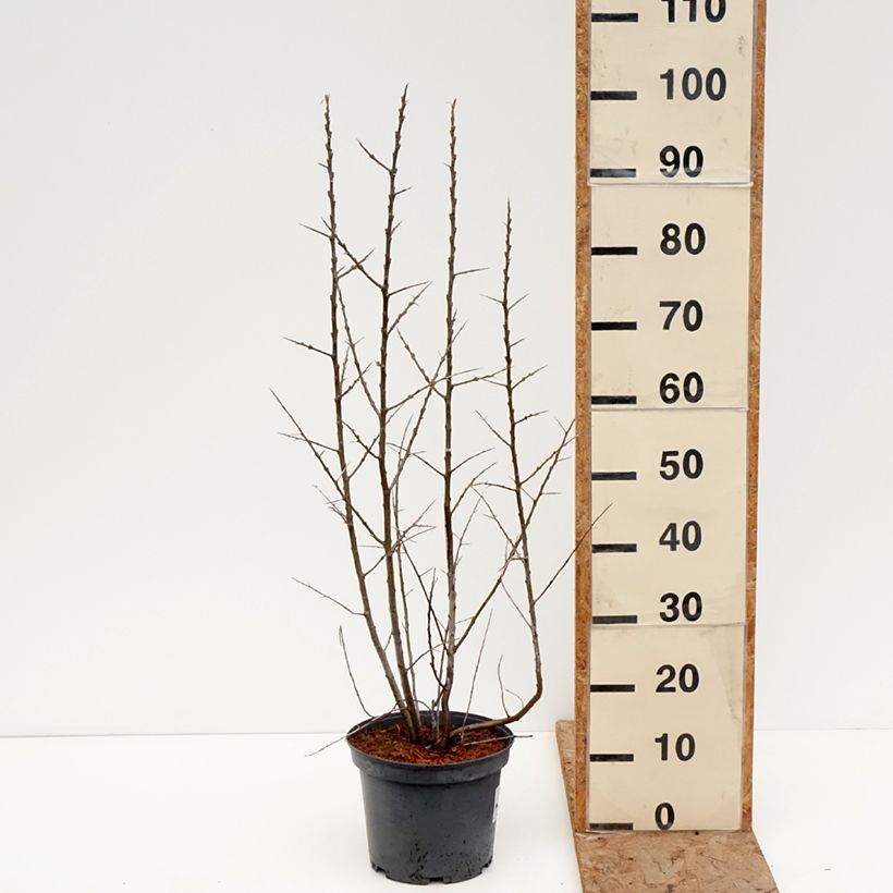 Hippophae rhamnoides Sirola - Olivello spinoso (feminna) Vaso da 4L/5L, Multifusto esemplare consegnato in inverno