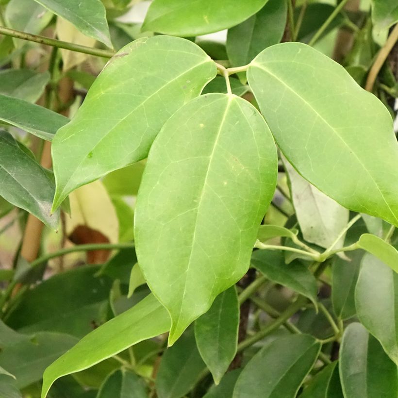 Holboellia coriacea (Fogliame)