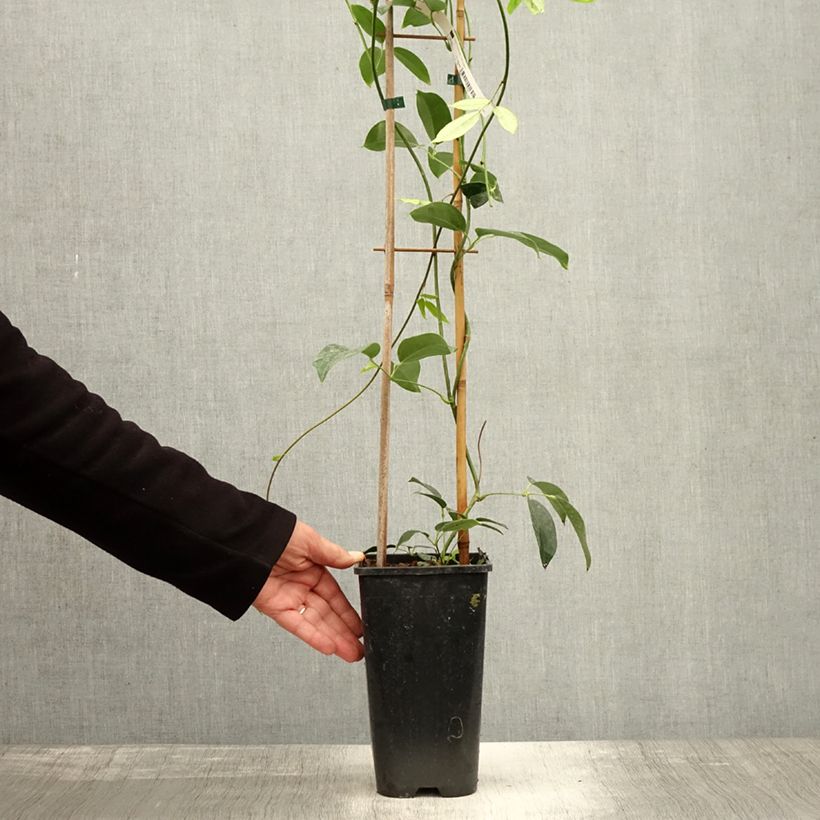 Esemplare di Holboellia traversii Pot de 3L/4L come consegnato in autunno