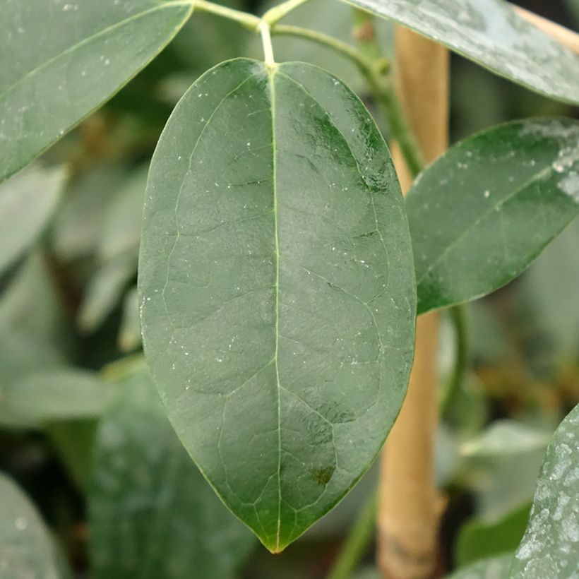 Holboellia traversii (Fogliame)