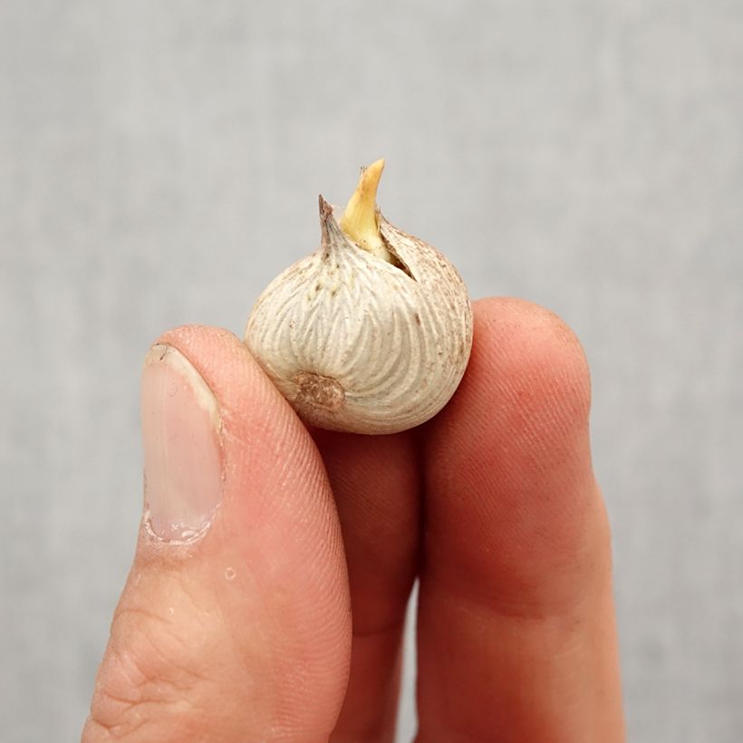 Homeria flaccida Bulbo taglia 5+ esemplare consegnato in primavera