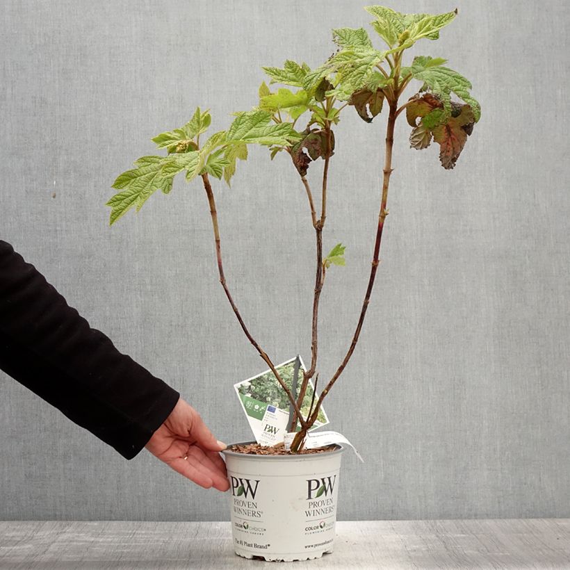 Example of Ortensia a foglie di quercia - Ortensia a foglie di quercia Gatsby Star as you get in printemps