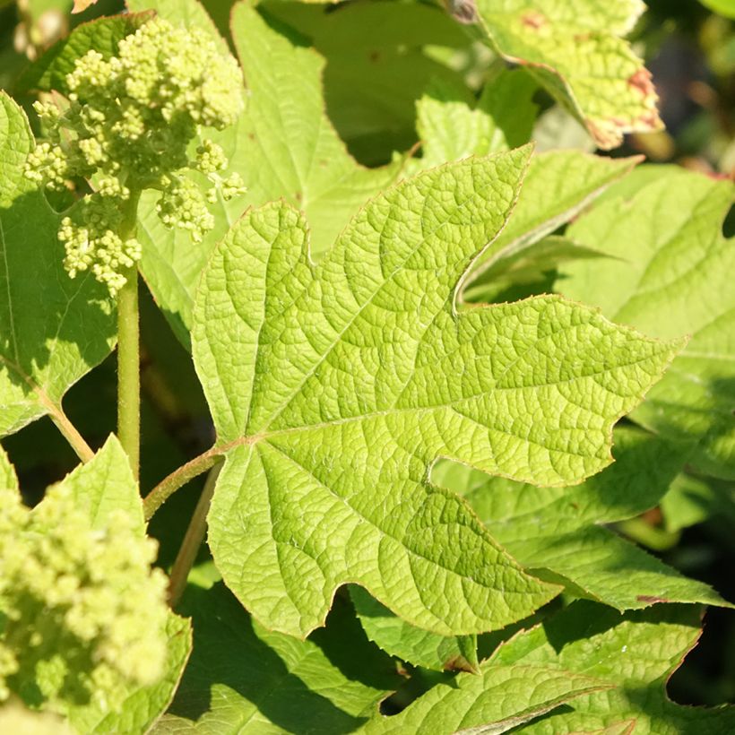 Dalia decorativa Hapet Pastel (Foliage)