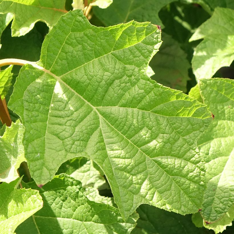 Hydrangea quercifolia Gatsby Star - Ortensia a foglie di quercia (Foliage)