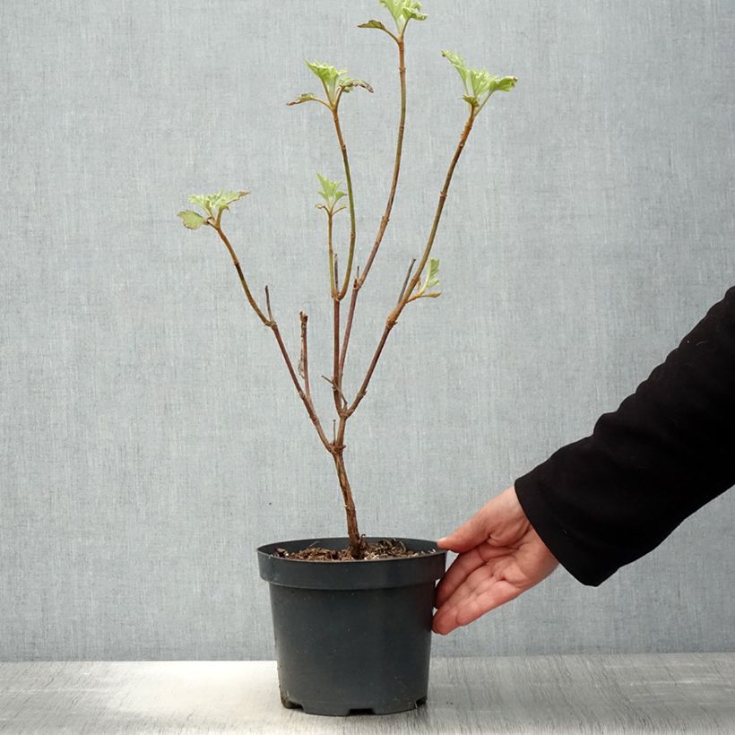 Example of Hydrangea quercifolia Sike's Dwarf - Ortensia a foglie di quercia Vaso da 2L/3L as you get in printemps