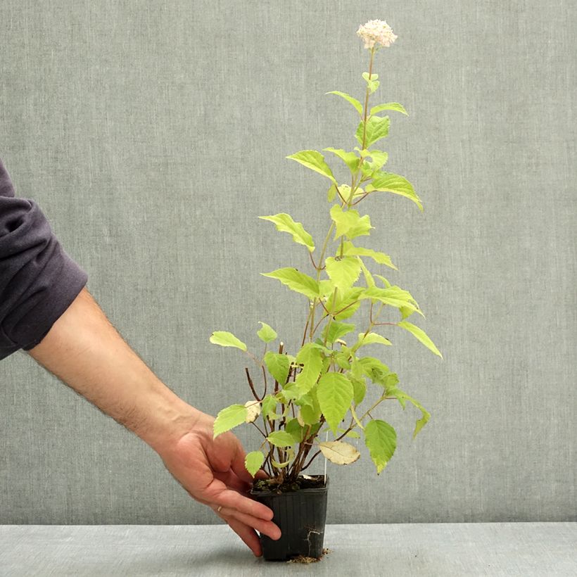 Esemplare di Hydrangea arborescens Candybelle Marshmallow - Ortensia Vasetto da 8/9 cm consegnato in estate