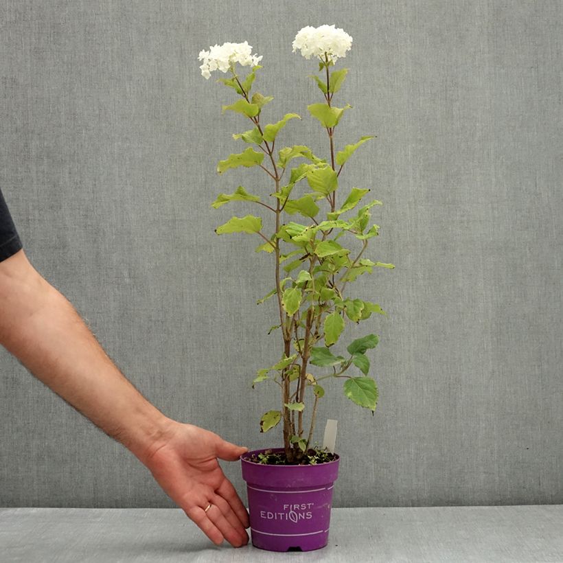 Esemplare di Hydrangea arborescens FlowerWOW - Ortensia Vaso da 1L/1,5L consegnato in estate