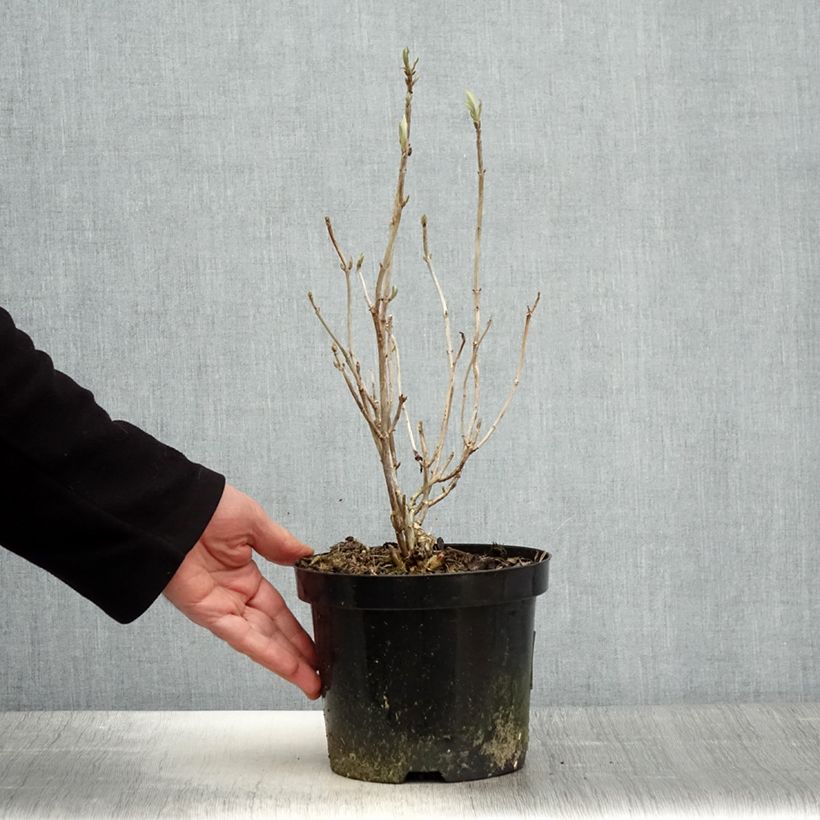 Hydrangea arborescens Hills Of Snow - Ortensia Vaso da 2L/3L esemplare consegnato in primavera