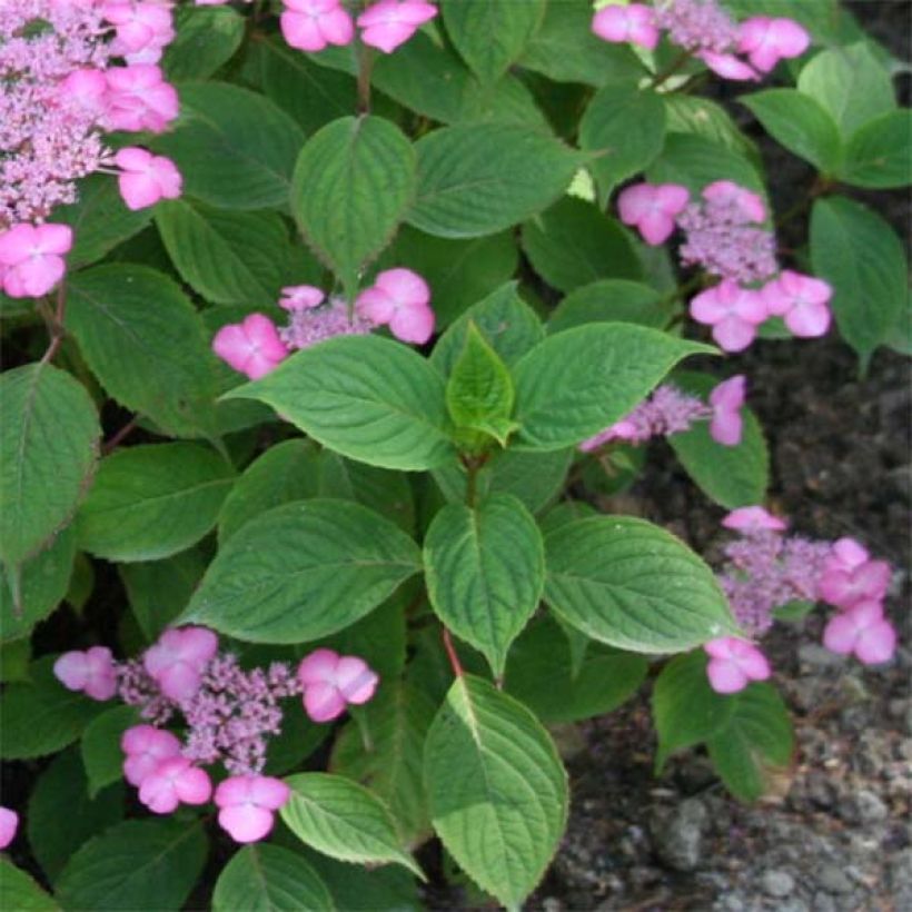 Hydrangea serrata Avelroz - Ortensia (Foliage)