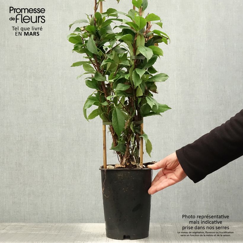 Example of Hydrangea seemanii - Ortensia rampicante Vaso da 6L/7L as you get in printemps