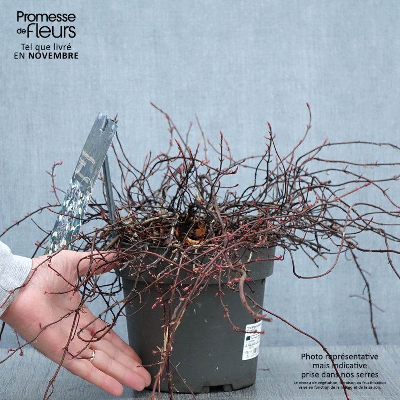 Esemplare di Hortensia grimpant - Hydrangea petiolaris Cordifolia Pot de 3L/4L come consegnato in autunno