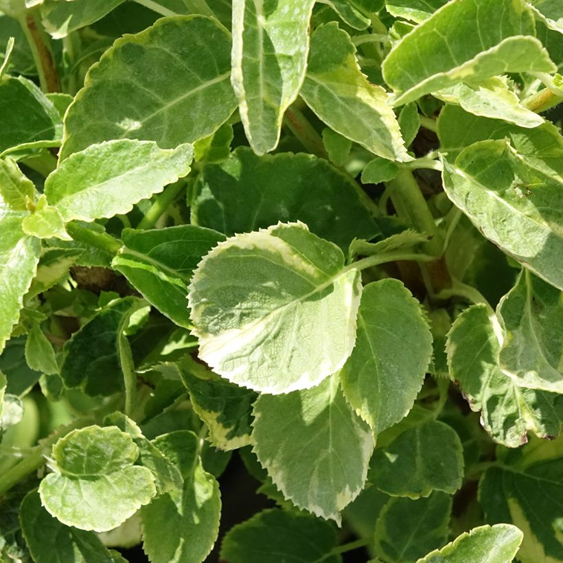 Hydrangea anomala subsp. petiolaris Mirranda - Ortensia rampicante (Foliage)