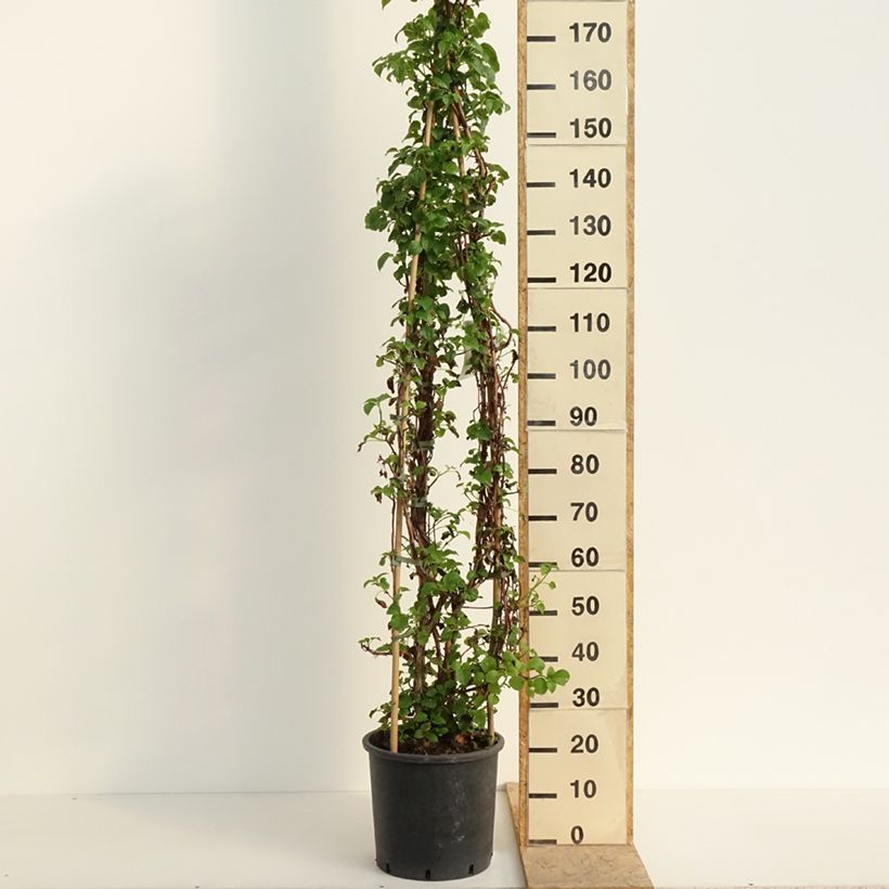 Example of Hydrangea anomala subsp. petiolaris - Ortensia rampicante Vaso da 12L/15L as you get in printemps