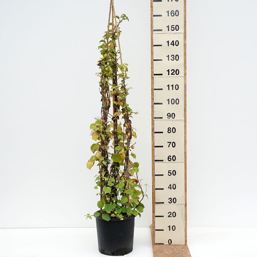 Esemplare di Hydrangea anomala subsp. petiolaris - Ortensia rampicante Vaso da 12L/15L come consegnato in autunno