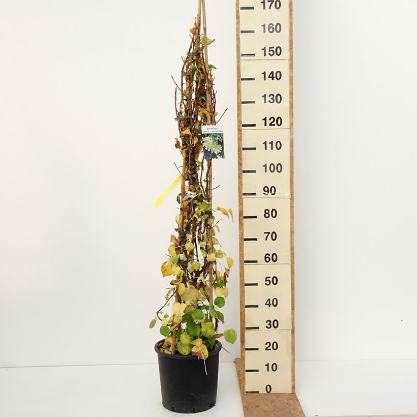 Esemplare di Hydrangea anomala subsp. petiolaris - Ortensia rampicante Vaso da 4L/5L come consegnato in autunno
