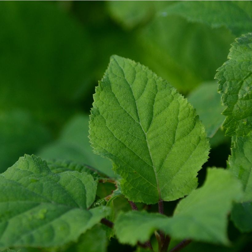 Hydrangea arborescens Annabelle - Ortensia (Foliage)