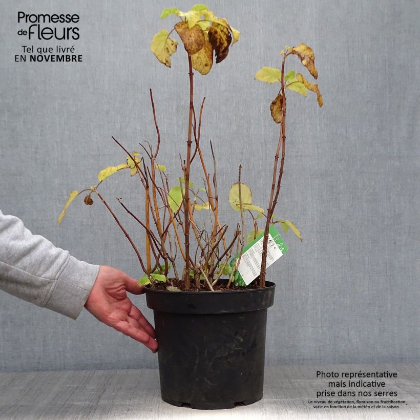 Esemplare di Hydrangea arborescens Annabelle - Ortensia Vaso da 6L/7L come consegnato in autunno
