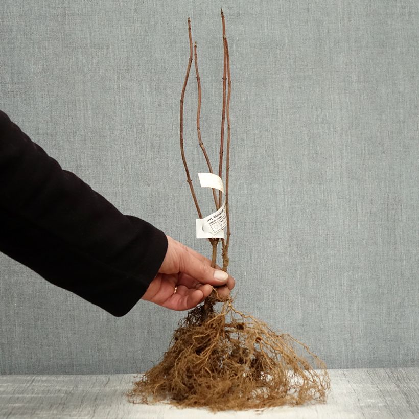 Example of Hydrangea arborescens Annabelle - Ortensia Piante piccole a radice nuda as you get in hiver