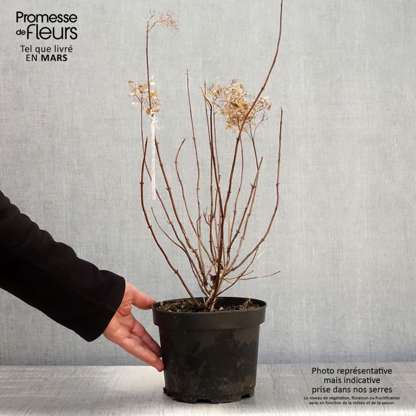 Hydrangea arborescens Candybelle Marshmallow - Ortensia Vaso da 3L/4L esemplare consegnato in primavera