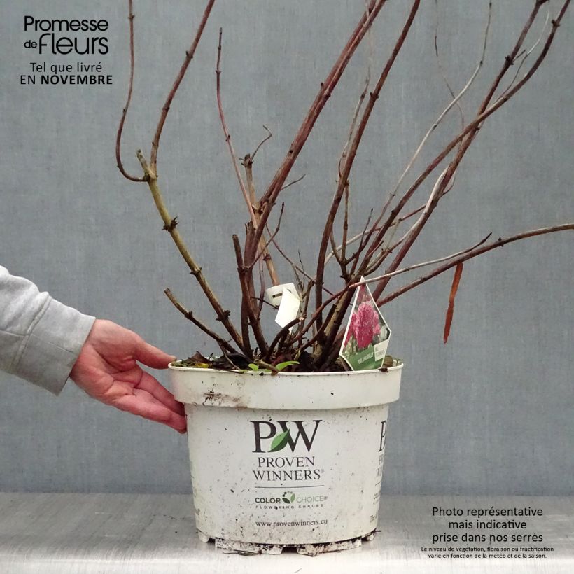 Esemplare di Hydrangea arborescens Pink Annabelle - Ortensia Vaso da 7,5L/10L, A cespuglio come consegnato in autunno
