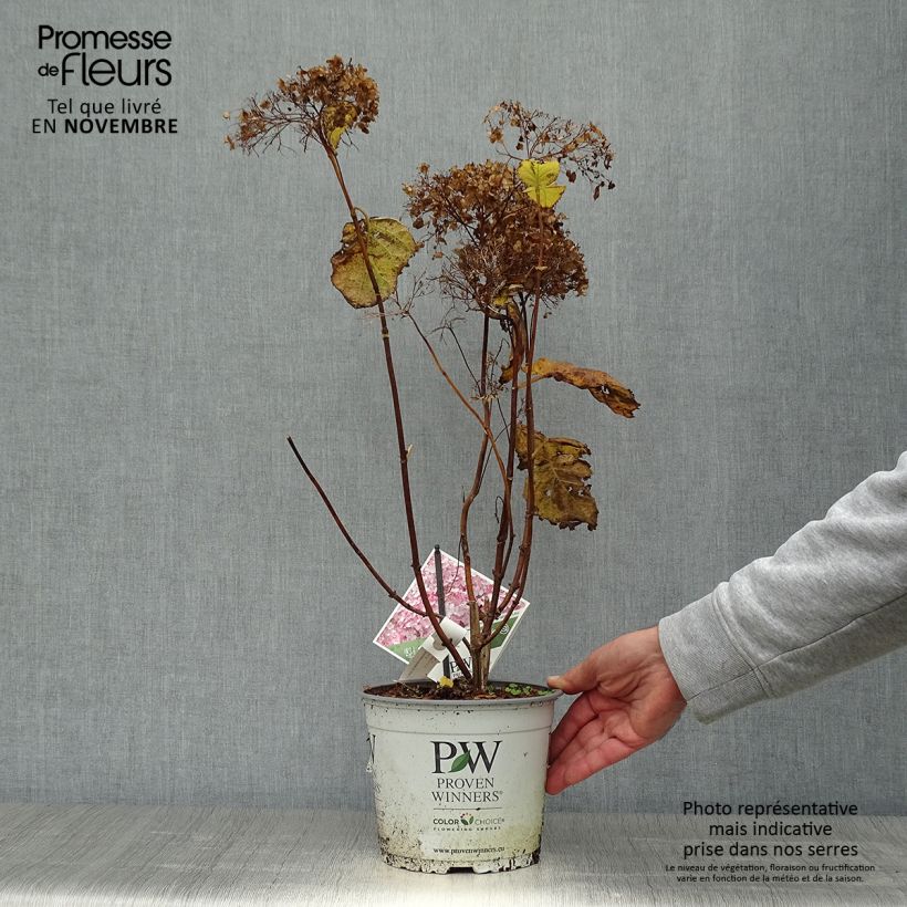 Esemplare di Hydrangea arborescens Sweet Annabelle - Ortensia Vaso da 2L/3L, A cespuglio come consegnato in autunno