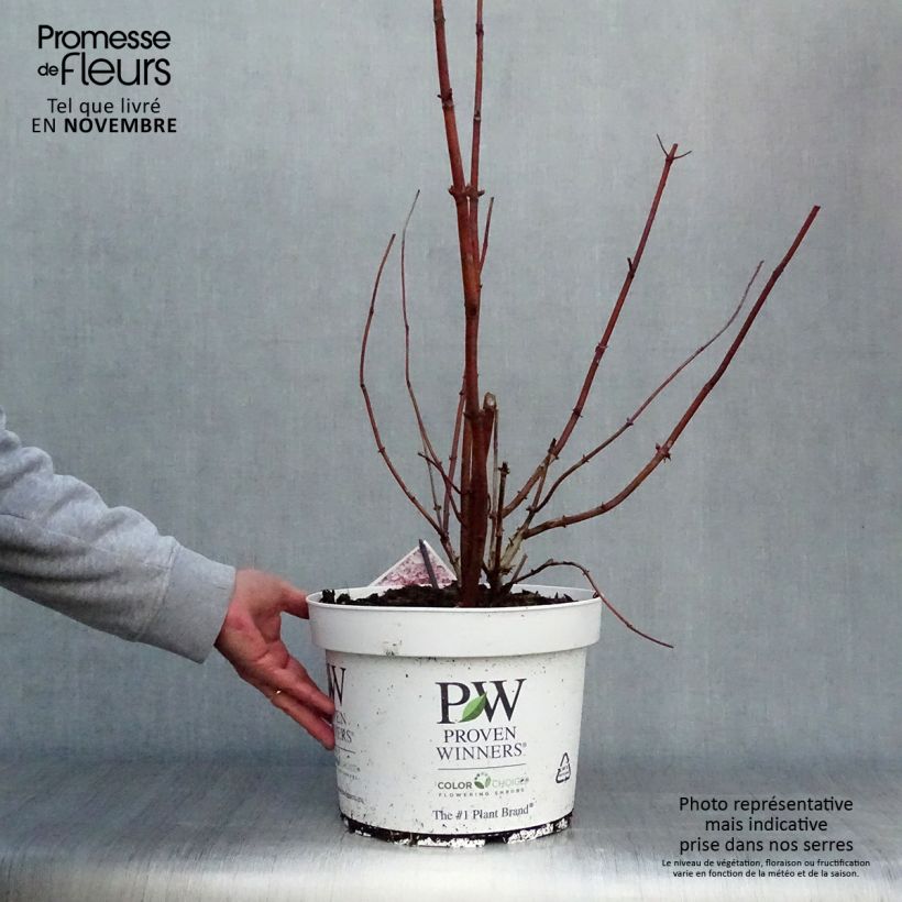 Esemplare di Hydrangea arborescens Sweet Annabelle - Ortensia Vaso da 7,5L/10L come consegnato in autunno