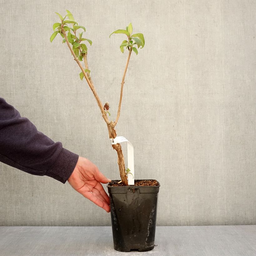 Hydrangea aspera Anthony Bullivant - Ortensia Vaso da 1,5L/2L esemplare consegnato in primavera