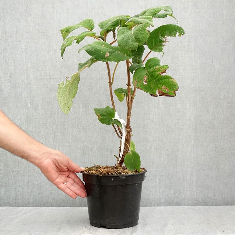 Esemplare di Hydrangea aspera Bellevue - Ortensia Vaso da 4L/5L consegnato in estate