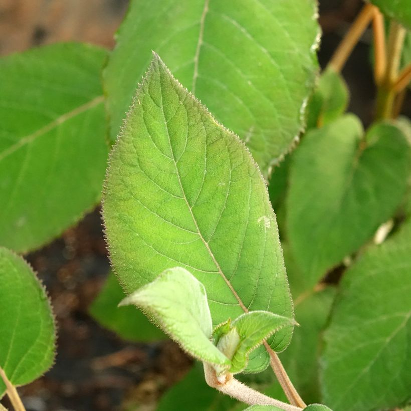 Hydrangea aspera Bellevue - Ortensia (Fogliame)