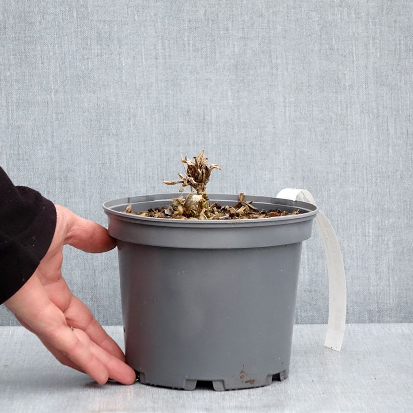 Example of Hydrangea aspera subsp. sargentiana - Ortensia Vaso da 3L/4L as you get in printemps