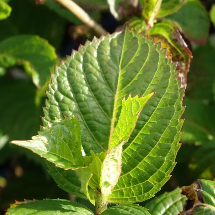 Hydrangea macrophylla Endless Summer Pop Star - Ortensia (Fogliame)