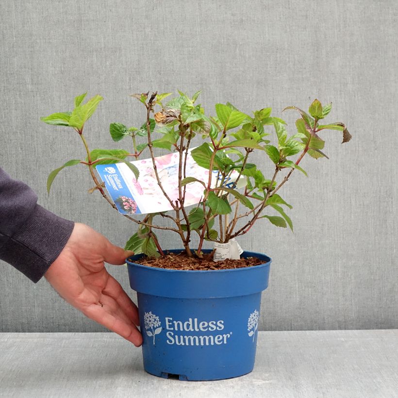 Hydrangea macrophylla Endless Summer Pop Star - Ortensia Vaso da 3L/4L esemplare consegnato in primavera