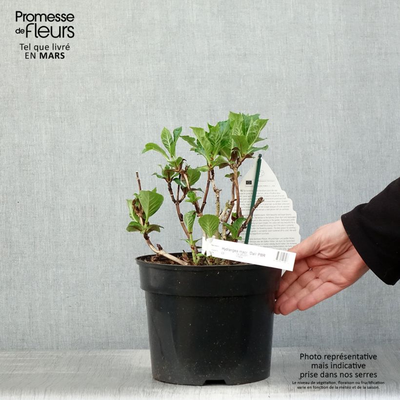Hydrangea macrophylla Beautensia Dali - Ortensia Vaso da 4L/5L esemplare consegnato in primavera